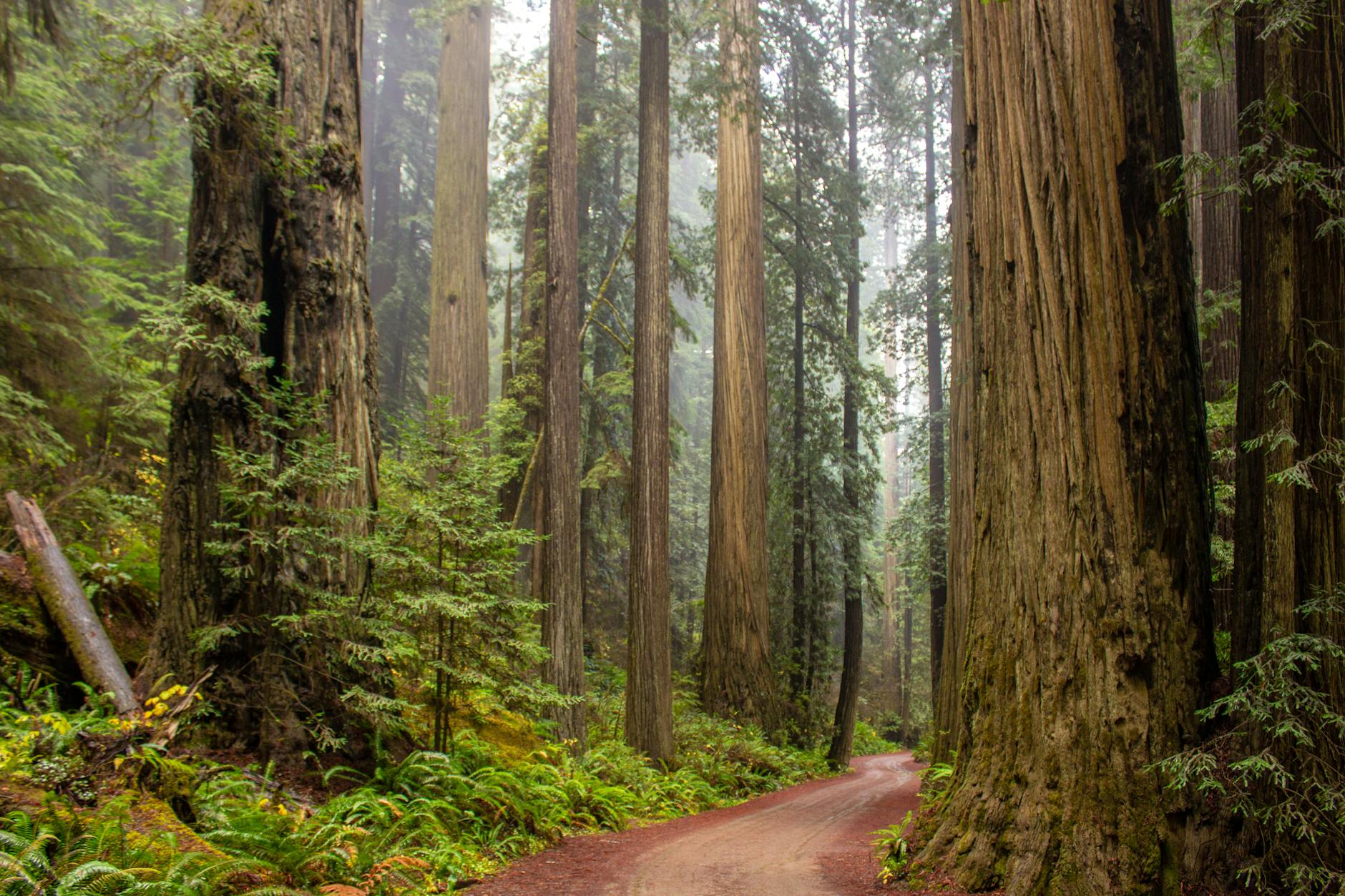 trees beside road